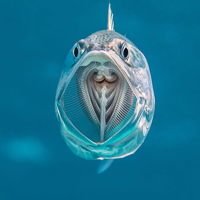 Post by alexmustard1