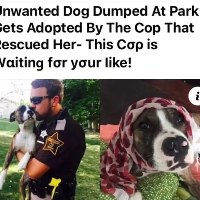 Post by braintrainingdogs_easy