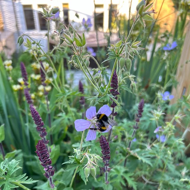 Post by gardensbyannabutterfield