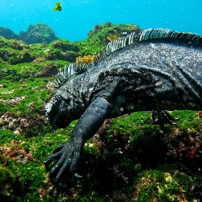 Post by kath.sea.fish