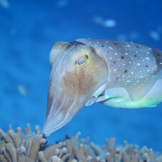 Post by yudai.hoshino.ishigakijima