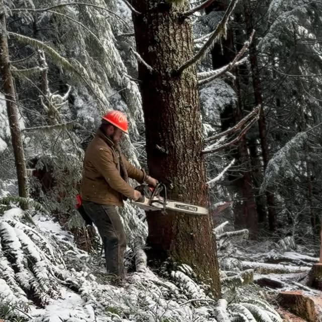 Post by thulinetimberco