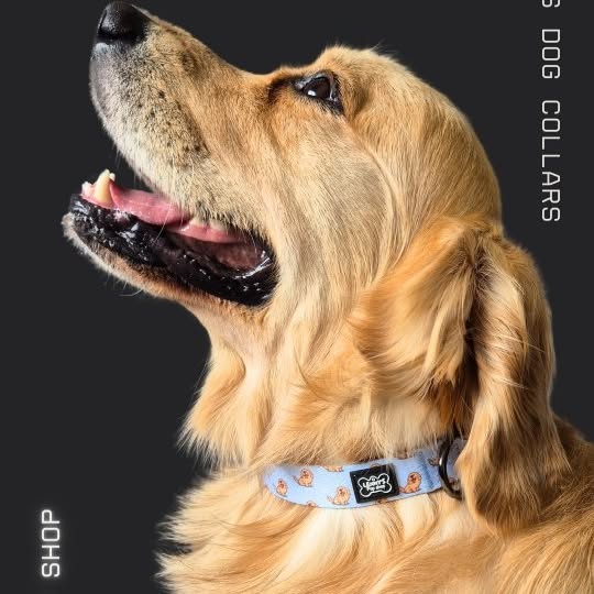 Post by lennyspupshop