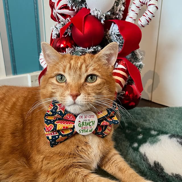 Post by a_ginger_cat_named_rascal