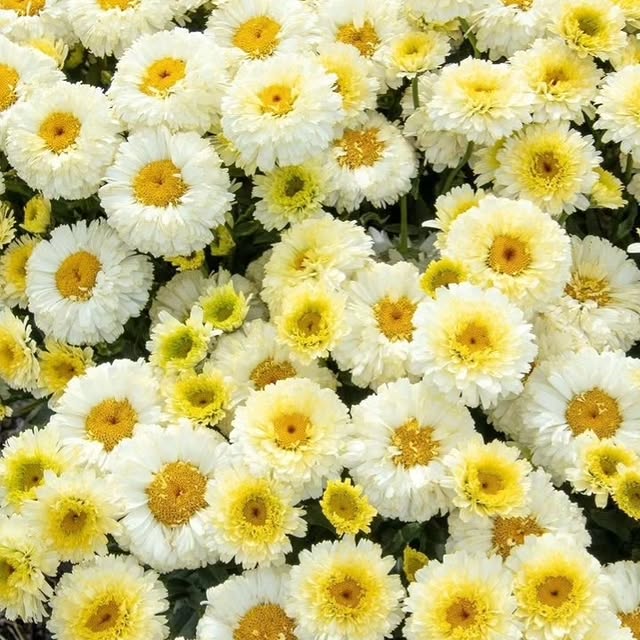 Post by gardenaddicts