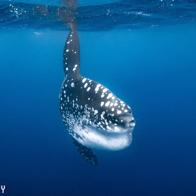 Post by dive_journey