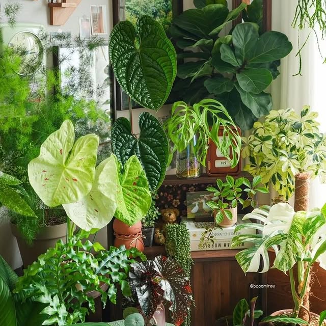 Post by plant_lovers4