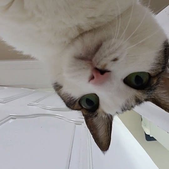 Post by juanchocoreano