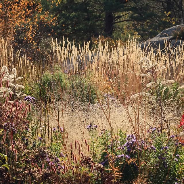 Post by vill_hageglede