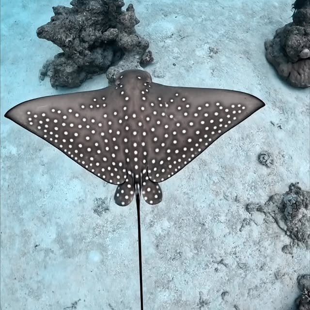 Post by divingmaldive