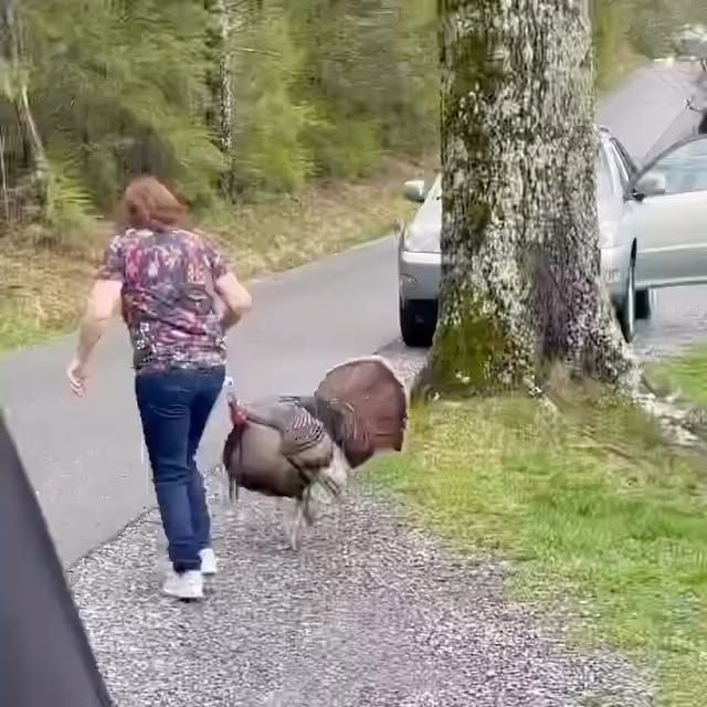 Post by touronsofyellowstone