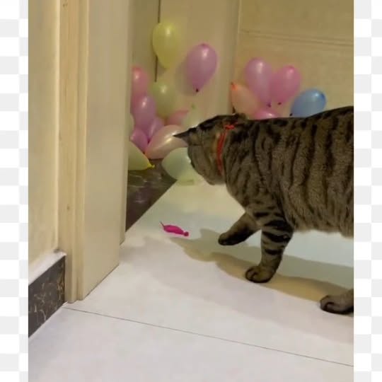 Post by meowcatsscorner