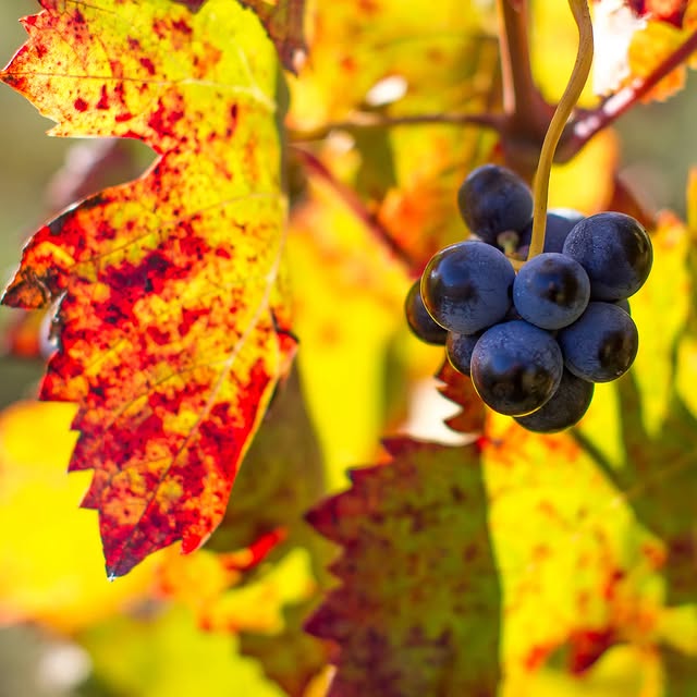 Post by chateaupesquie