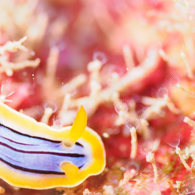 Post by hideyukihongo