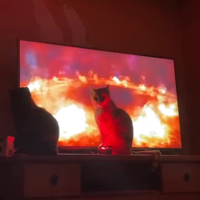 Post by dailycats.co