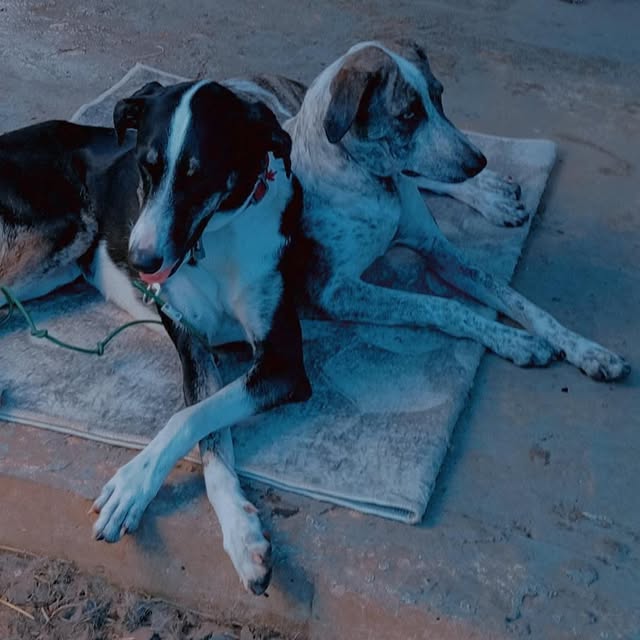 Post by rescatecanalero