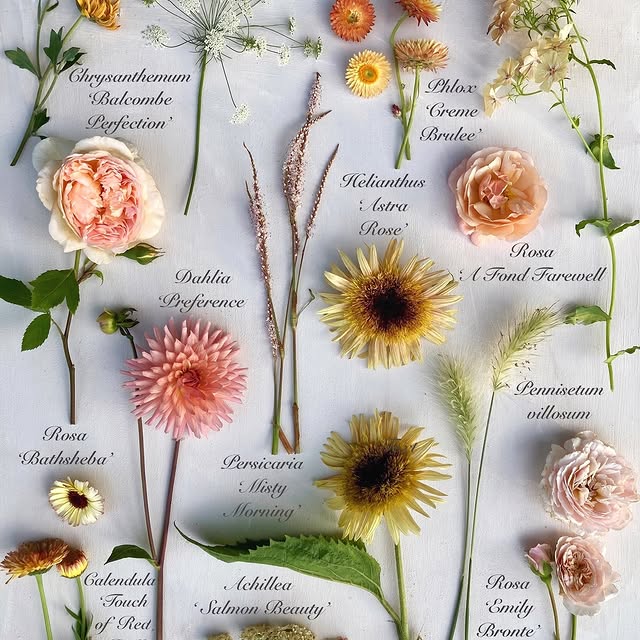 Post by katesinthegarden