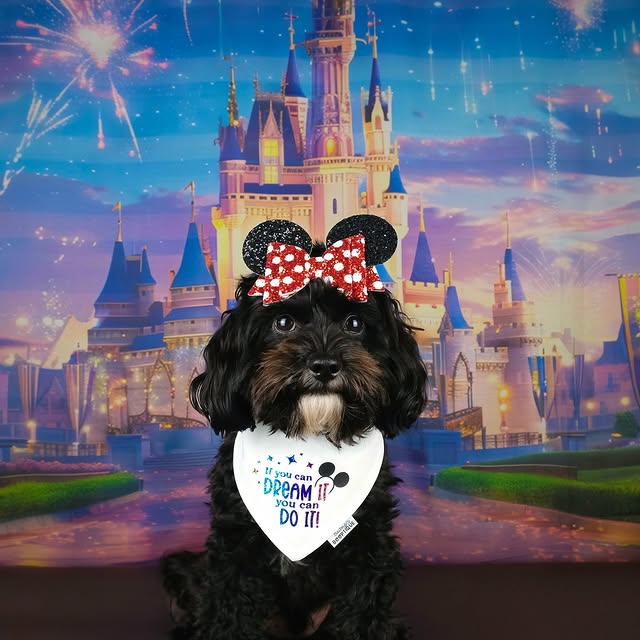 Post by yorkipoo_louie