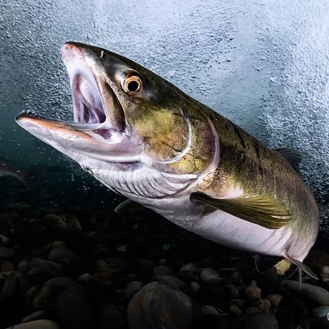 Post by backscattervideophoto