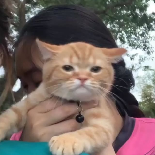 Post by bestcatsfans