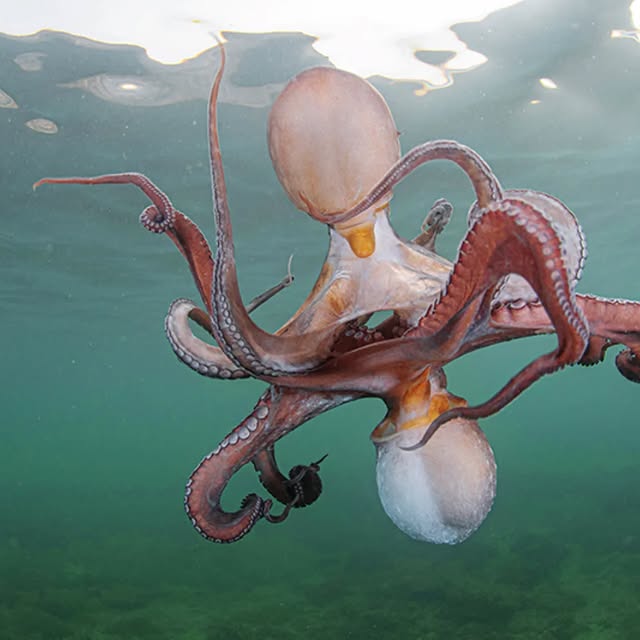 Post by javiermurciarequena