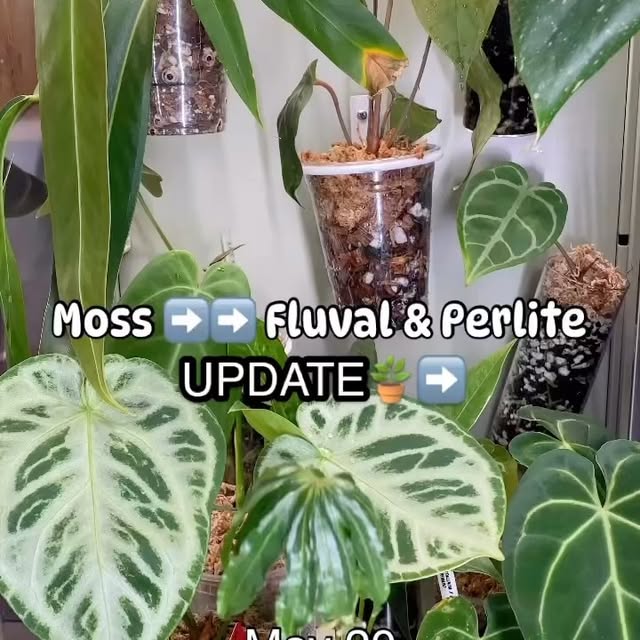 Post by kellylynn.plants