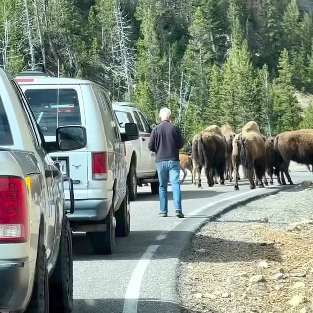 Post by touronsofyellowstone