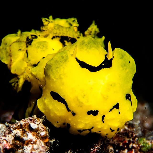 Post by red.biodiving