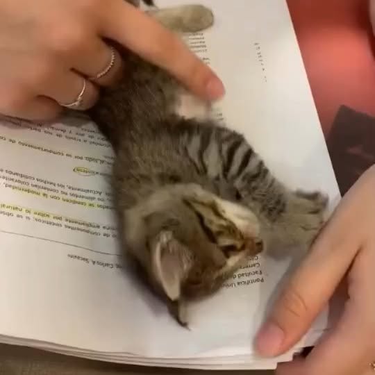 Post by houseofkittyss