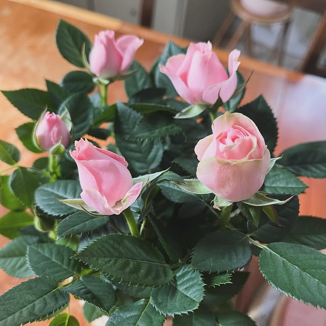 Post by koti_kiskossa