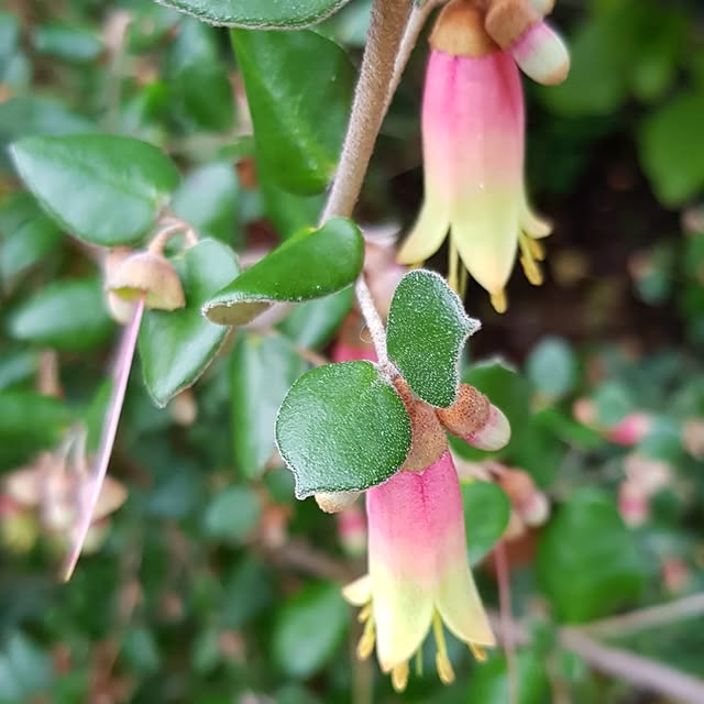 Post by the_hampshire_gardener