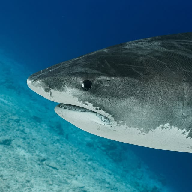 Post by jakemasondiving