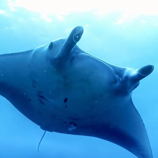 Post by davide_nautilus