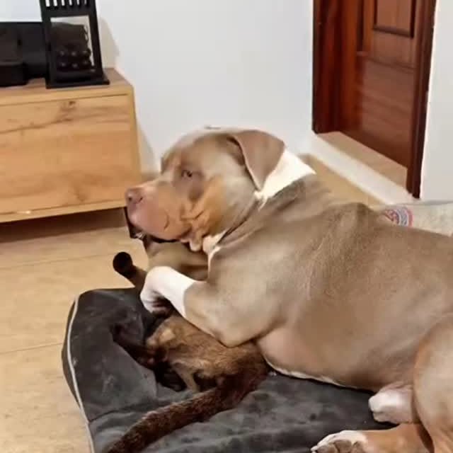 Post by zueirapetsoficial