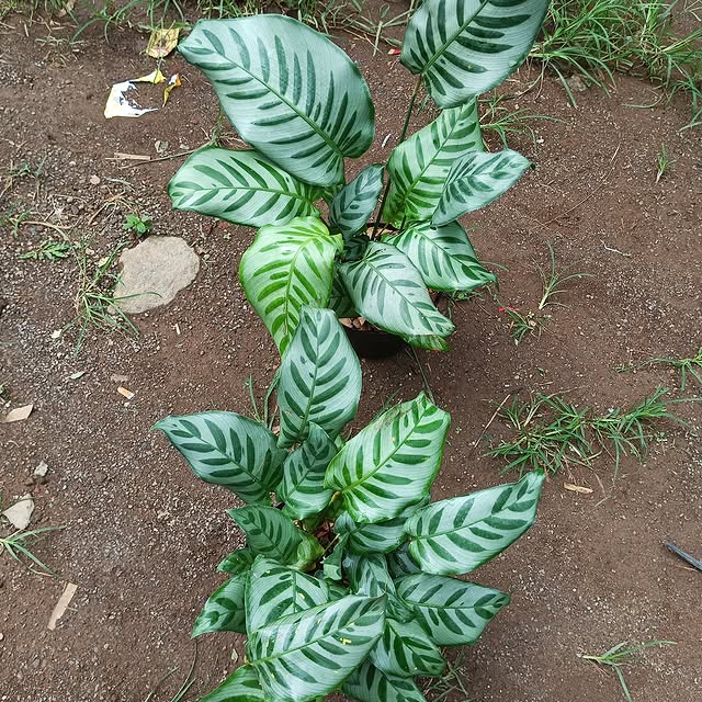 Post by bunga_allecia23