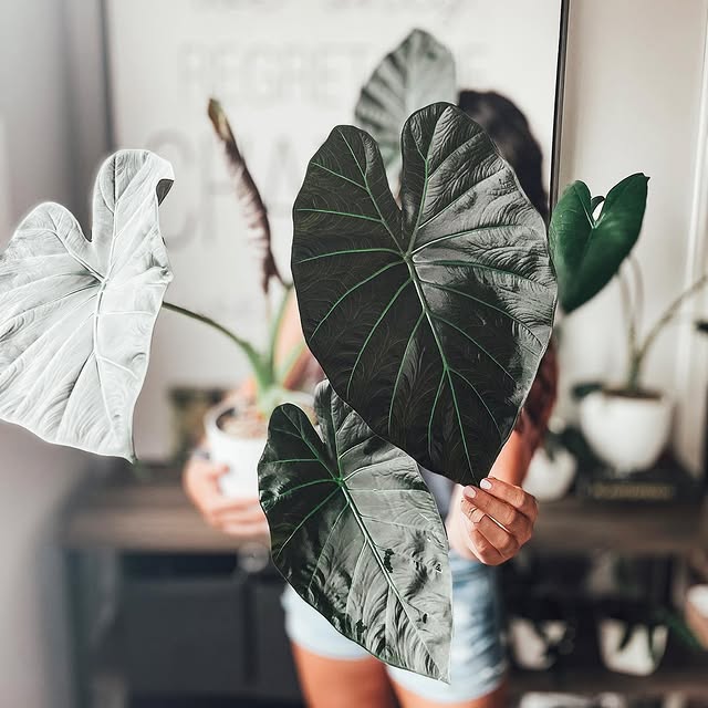 Post by my_plant_haven