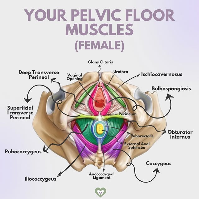 Post by pelvichealing