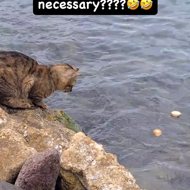 Post by cute.cat.inst