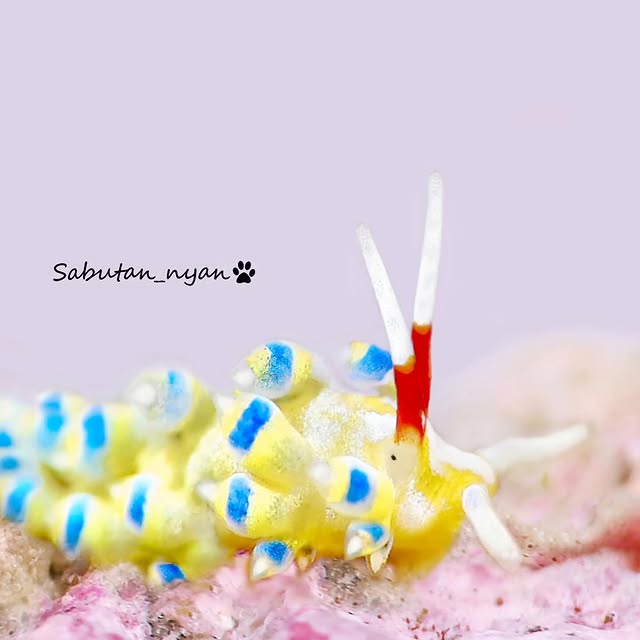 Post by sabutan_nyan