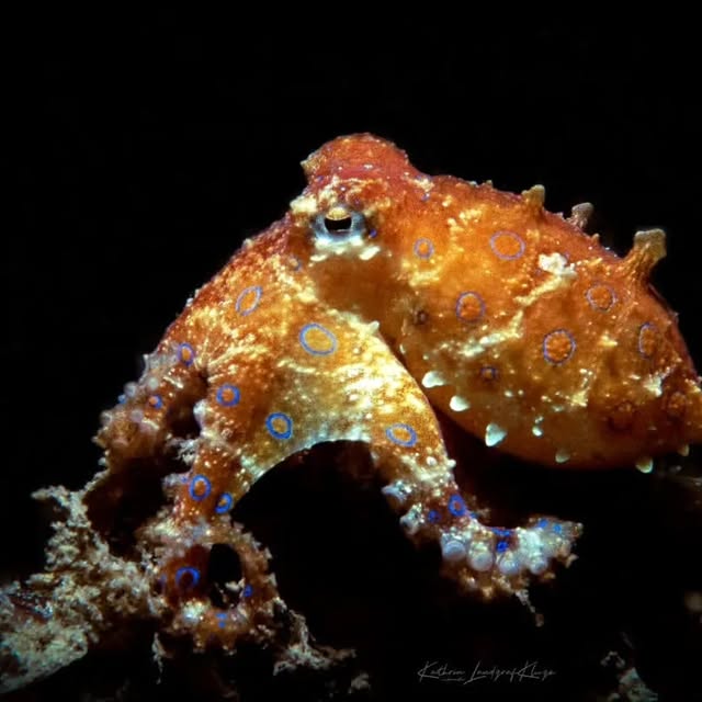 Post by kathrin_underwater