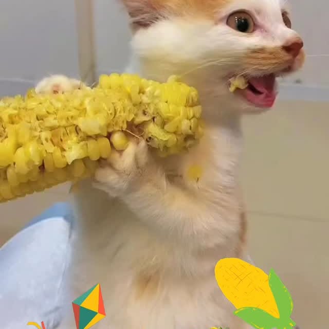 Post by zueirapetsoficial