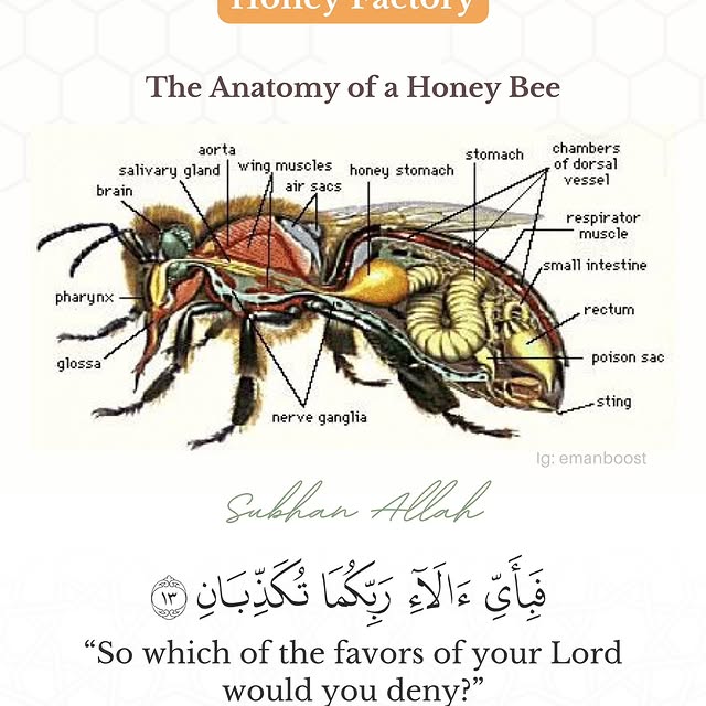 Post by quransayings