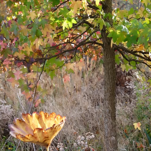 Post by arcadia_landscape_design