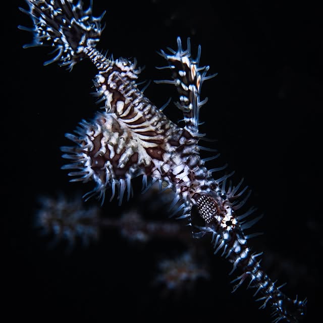 Post by scuba_junkie