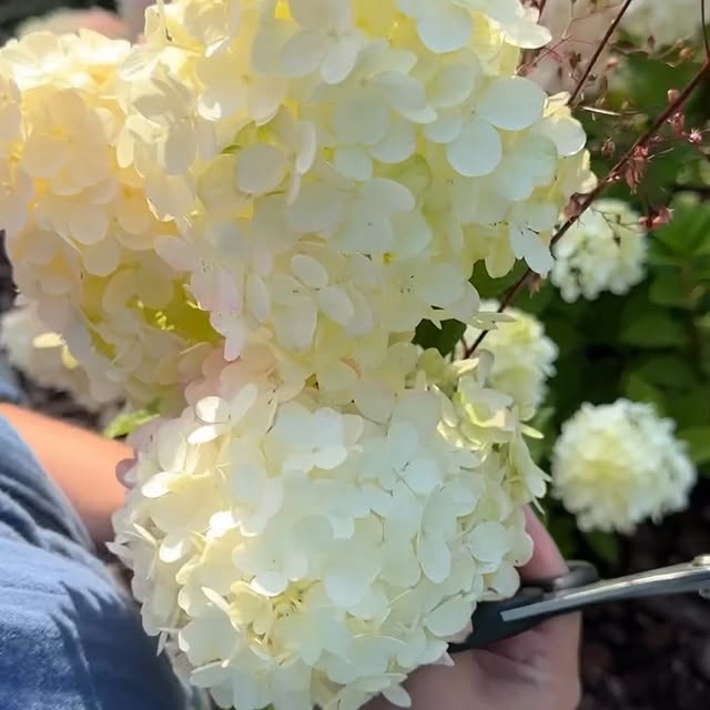 Post by greatgardenplants