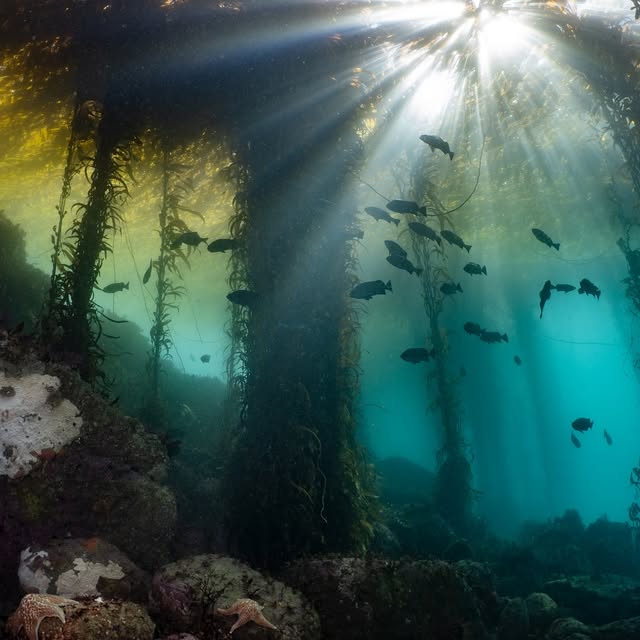 Post by underwaterpat