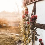 Frojdeligen's profile picture