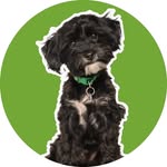 yorkipoo_louie