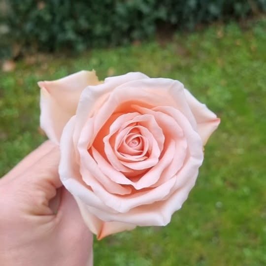 Post by marinaorlova_flowers