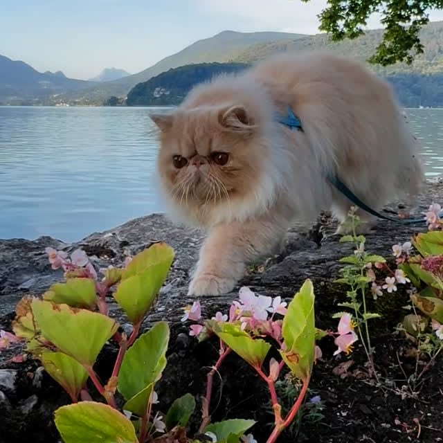 Post by luce.the.persian.cat